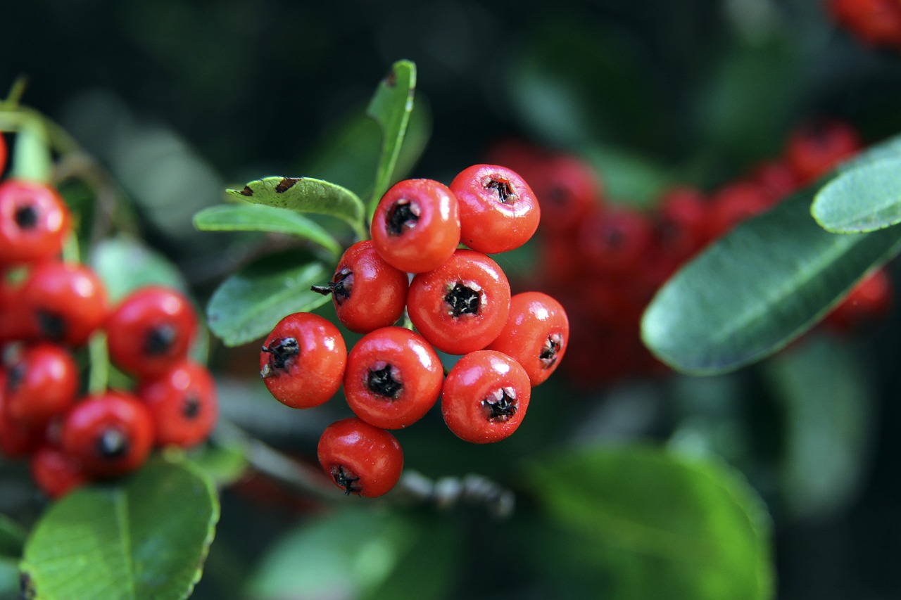 毫無疑問成 毫無疑問成