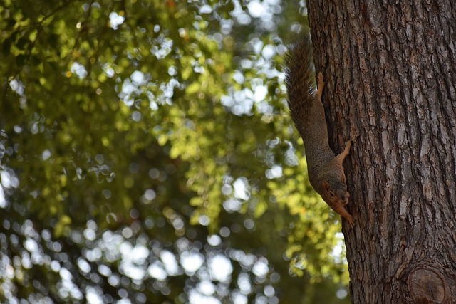西部强队时 西部强队时