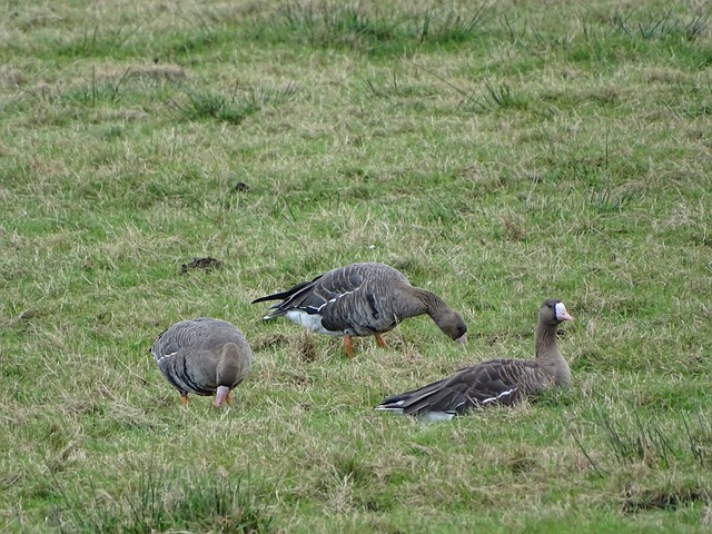 火箭队采取4个正确策略赢得比赛，范弗里特被弃用也是明智之举.